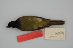 Wetar Figbird photo 3