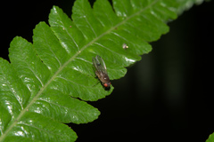 Drosophila paucipuncta
