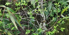 Erythroxylum coca