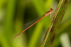 Agriocnemis rubricauda