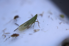 Rhynchomitra lingula