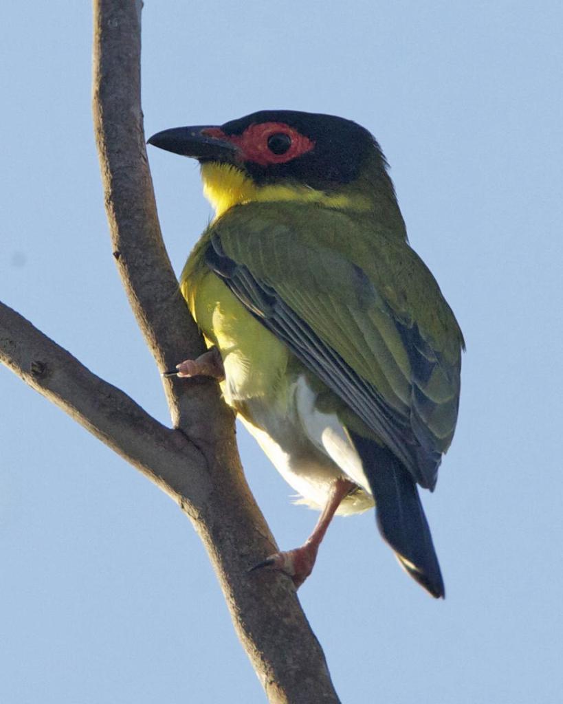 Green Figbird