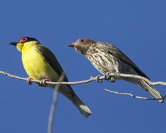 Green Figbird photo 2