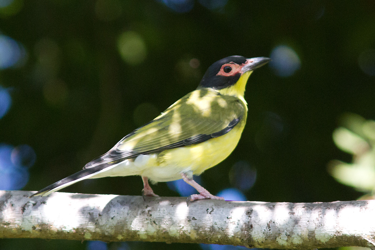 Green Figbird illustration