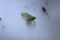 Rhynchomitra lingula