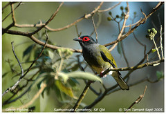 Green Figbird photo 3