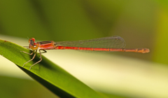 Agriocnemis rubricauda