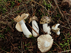 Russula postiana