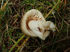 Russula postiana