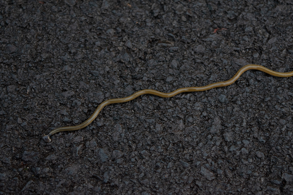Shovelheaded Garden Worm from Hawaii County, HI, USA on October 14