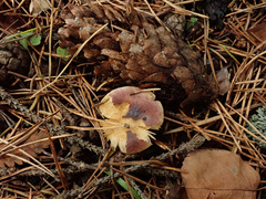 Russula puellaris