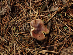 Russula puellaris