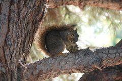 Sciurus niger