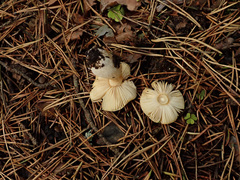 Russula puellaris