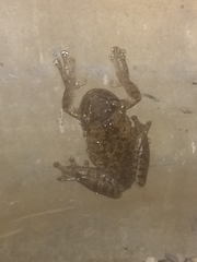 Osteopilus dominicensis