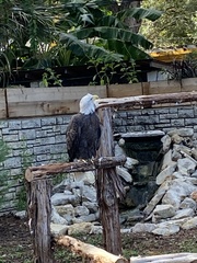 Haliaeetus