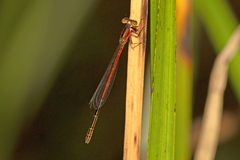 Agriocnemis rubricauda