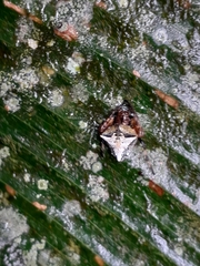 Verrucosa scapofracta