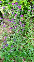 Echium plantagineum