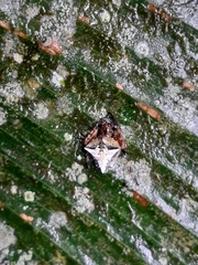 Verrucosa scapofracta