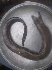 Saddled Moray photo 1