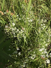 Limnosciadium pumilum