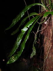 Elaphoglossum raywaense