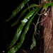 Elaphoglossum raywaense - Photo (c) Sébastien SANT, some rights reserved (CC BY-NC), uploaded by Sébastien SANT