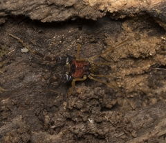 Neogonyleptes docilis