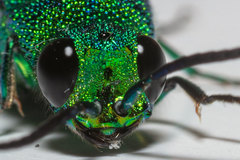 Chrysis smaragdula