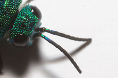 Chrysis smaragdula