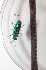 Chrysis smaragdula