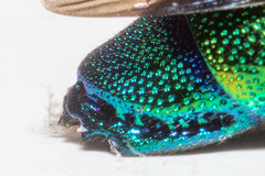 Chrysis smaragdula