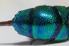 Chrysis smaragdula