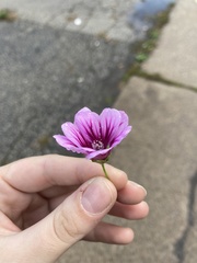 Malva sylvestris