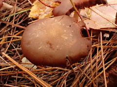 Psathyrella conissans