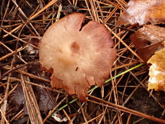 Psathyrella conissans