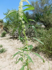 Amaranthus lepturus