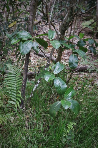 Psychotria mauiensis