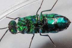 Chrysis smaragdula