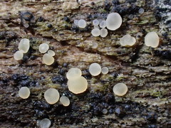 Bisporella subpallida