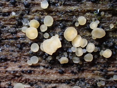 Bisporella subpallida