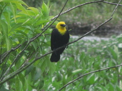 Chrysomus icterocephalus bogotensis