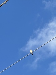 Falco sparverius paulus