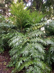 Ptisana salicina