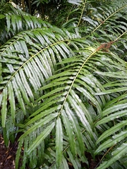 Ptisana salicina