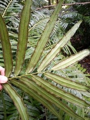 Ptisana salicina