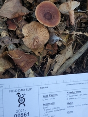 Lactarius mutabilis