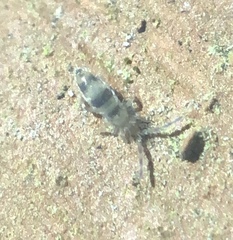 Entomobrya triangularis