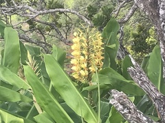 Hedychium gardnerianum